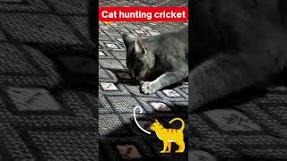 Cat hunting cricket #shorts #cat #cute #funnycats #kitten #amazing #cats #animals #pets #dog