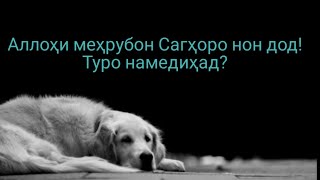 У Аллоҳ ба сагҳо нон медиҳад! Ба ту намедиҳад?