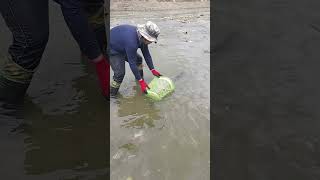 basket ang panghuli ko ng isda #hectortvvlogs #fishing #shorts