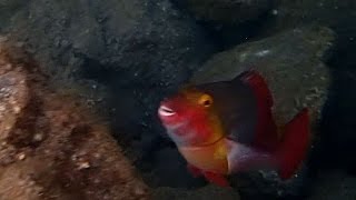 Macaronesian sharpnose puffer , Parrotfish - Underwater Camera 2014