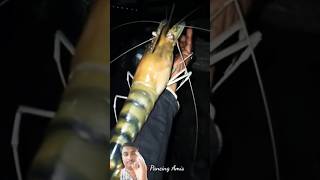 Big Size Prawns Fish #fishing #fish #prawns 🙆‍♂️🙆‍♂️😮😮