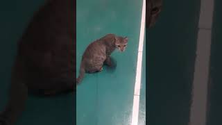 Paling ga bisa cuekin kucing.. #youtubeshorts #cats #kucing