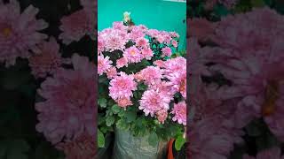 #Chrysanthemum flowers#Chrysanthemumflowers are blooming again#shorts.