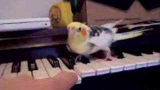 My bird playing piano / doing stuff