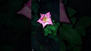 Rose #shorts #reels #shortfeed #youtubeshorts #shortvideo #rose #viral