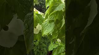 Flowers and rain drops