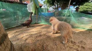 Funny video with animals | cute puppy want to play with little duck 🦆