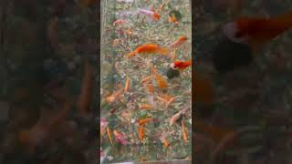 Feeding Goldfish Relax