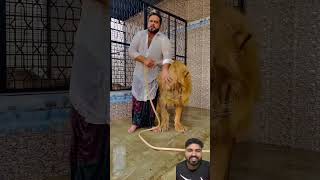 Garmi ma shower bohat zarori #lion #animals #rema  #youtube #youtubeshorts #shorts