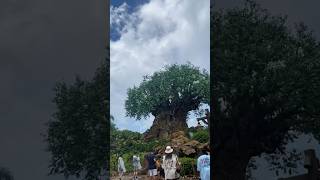 animal kingdom mini vlog 🌳🤎🐾 #animalkingdom #disneyworld #fyp #foryoupage #vlog