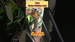 Cobra snake#animalshorts #animals #snake #cobrareview