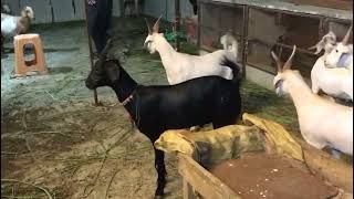 Beautiful goat farming video