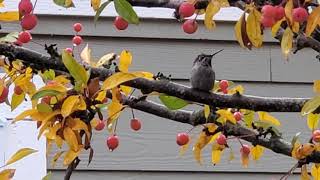 fun little film of a happy hummingbird singing in a tree