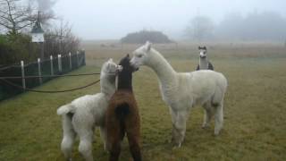 Alpacas meet up for the first time.