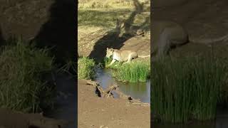 Our Close Encounter with a Strolling Lion!🤔#shorts #safari #travel #travelling