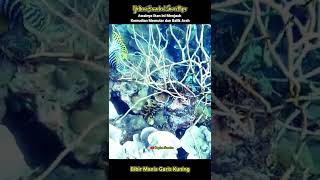 Yellow Banded Sweetlips || Spearfishing Indonesia