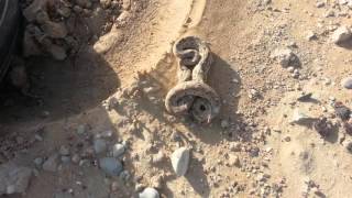 Chain Viper Russell's Viper snake in Pakistan