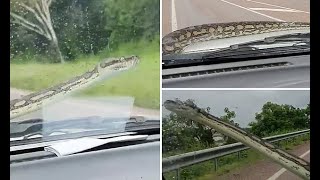 'Cruel' couple who hit snake with window wipers while driving slammed