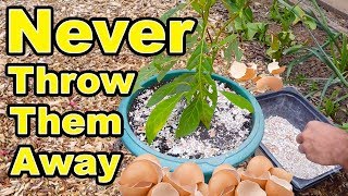 Never Throw Away Eggshells Again - Amazing Gardening Hacks