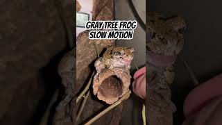 Gray tree frog eats cricket slow motion #pets #wildlife #frog #toads #nature #slowmotion #reptiles