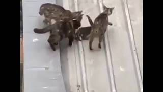 Cats Leave no one behind