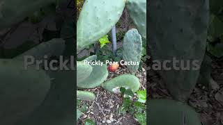 Look at this huge cactus 🌵 Both the pads and the fruit are edible.