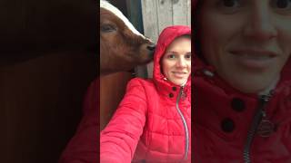 Как я стала заниматься защитой коров #animalshorts #shorts #shortsvideo #cowvideos #shortsyoutube