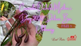 Carmela Orchids Mother’s Day 2023 Deluxe Box Unboxing || Part 3 || #mylittlejungle #orchidmom