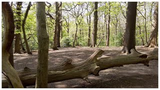 Selsdon, South Croydon - a walk in Littleheath Woods