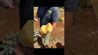 Maui Gold Pineapple Farm Tour in Maui, HI #mauigold #pineapple #maui #hawaii