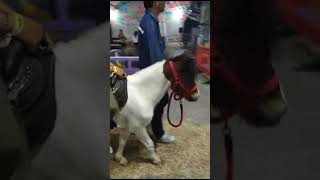 Bonito evento pony landia , Suscríbete al canal