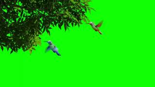 Mesmerizing Bird in Flying Green Screen - Nature's vibes by screen crafters in 4K"