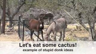 Donkey Secret World Finally Revealed!