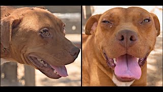 Pit Bull Makes Incredible Transformation!