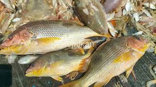 ikan jenahak tompel dan ikan manyung bobot 7 kg masuk pukat