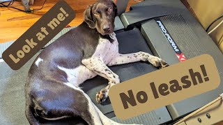 How to teach off-leash treadmill walking for your dog