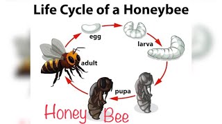 Life cycle of honey | honey bee 🐝