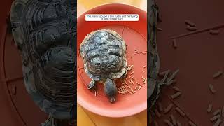 This man rescued a tiny turtle and nurturing it with tender care #animalshorts #shortvideo