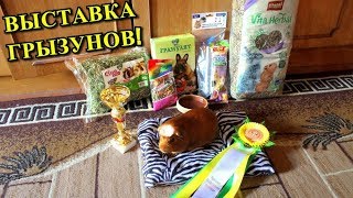 ВЫСТАВКА МОРСКИХ СВИНОК И КРОЛИКОВ! | НОВЫЙ ПИТОМЕЦ | PetMania