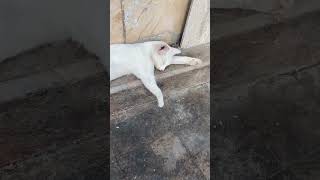 İzinli günümdeyim #entatlıkediler #kedivideolarıizle #cute #catlover #catvideos