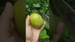 enjoying fresh mango cutting