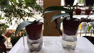 Resultado de orquídea Phalaenopsis plantada em vaso auto-irrigável de garrafa Pet...