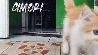 cinematic kucing