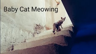 Baby Cute Cat🙂Cat☺Cat Videos😍VLOG 18