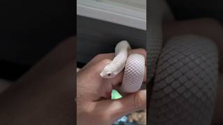 Just a CUTE video of Varid the Western Hognose SNAKE. Nothing CREEPY about it at all... 😳😱💀🐍