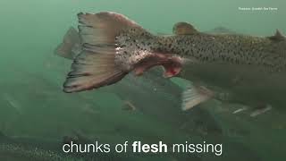 Salmon farming in Scotland: Compassion in World Farming campaign video