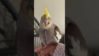 COCO sends Good Morning to All 🤩 #canada #cocatiel #birds #cockatielbird #birdslover #birdpet