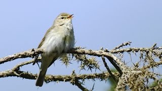 Willow Warblers singing at Church Stretton