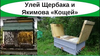 Метод пчеловодства в улье Щербака и сравнение с ульями Якимова Кощей и Судогодец