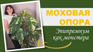 МОХОВАЯ ОПОРА (ТОТЕМ) для сциндапсуса, эпипремнума и филодендрона: результаты через семь месяцев